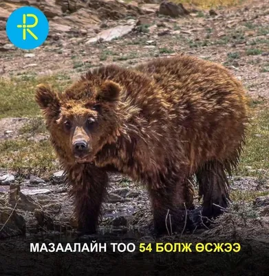 Мазаалайн тоо 54 болж өсжээ