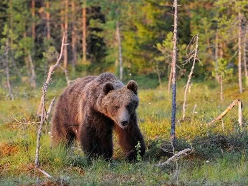 Сэлэнгэ аймагт хүрэн баавгай 86 удаа үзэгдэж, 162 толгой мал барьжээ